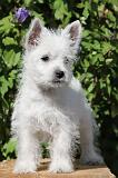 WESTIE 156